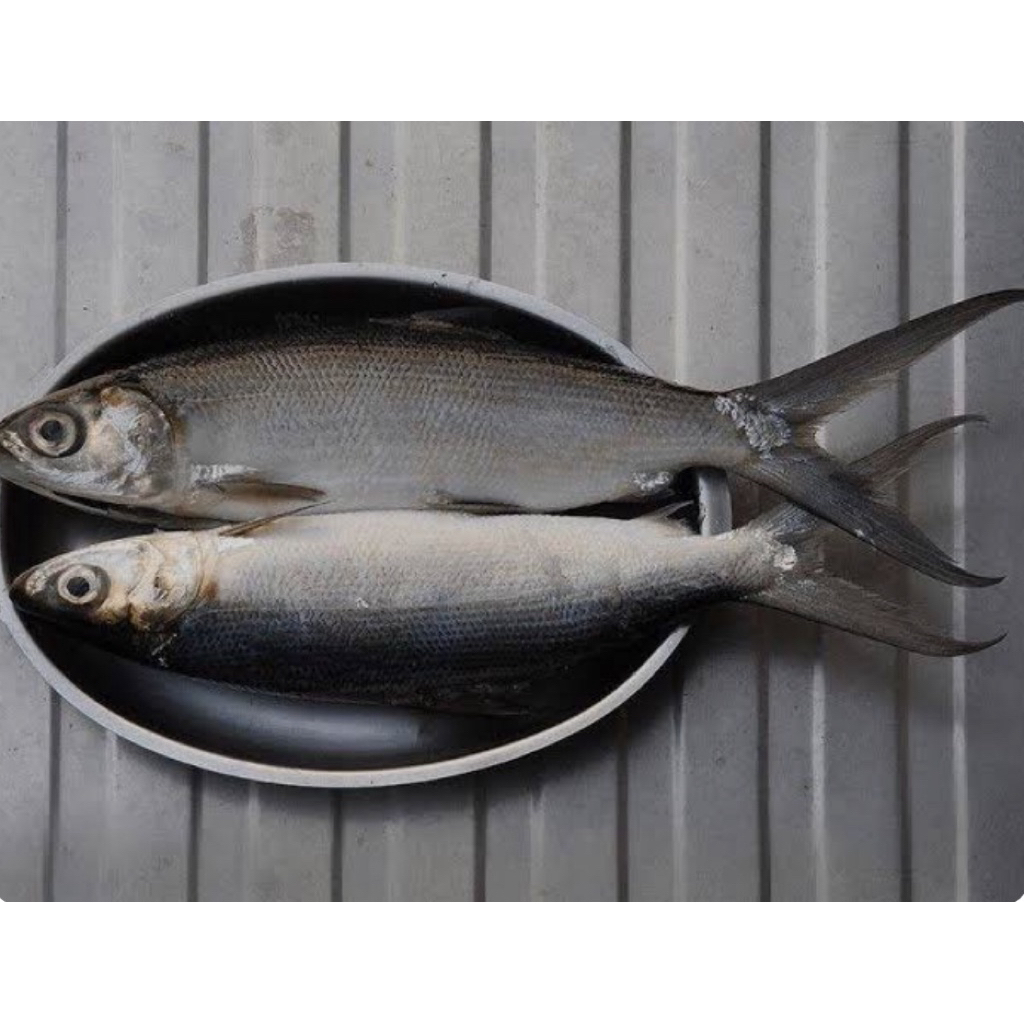 

ikan bandeng utuh beku fresh 1 kg