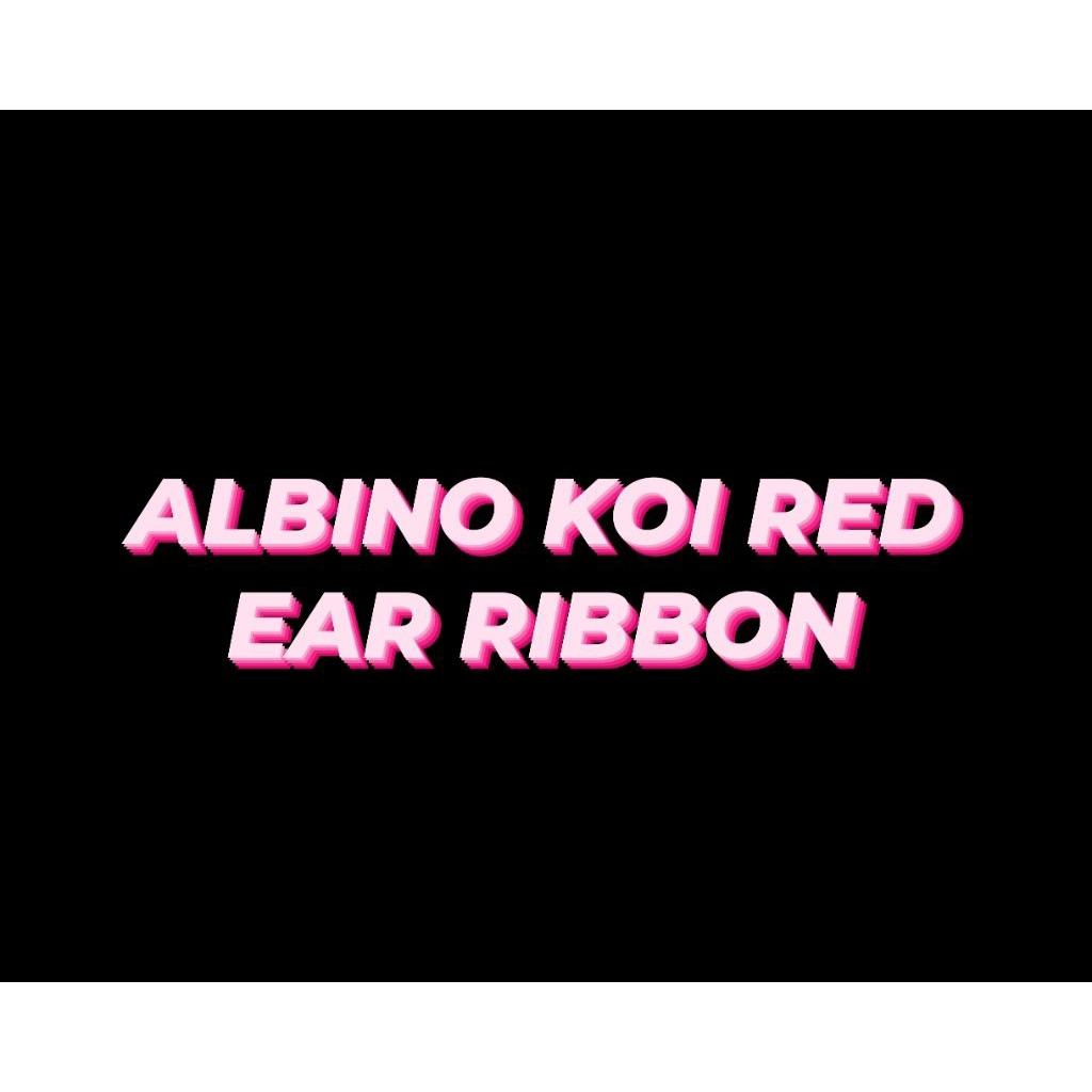Hiasan akuarium (ALBINO KOI RED EAR RIBBON)