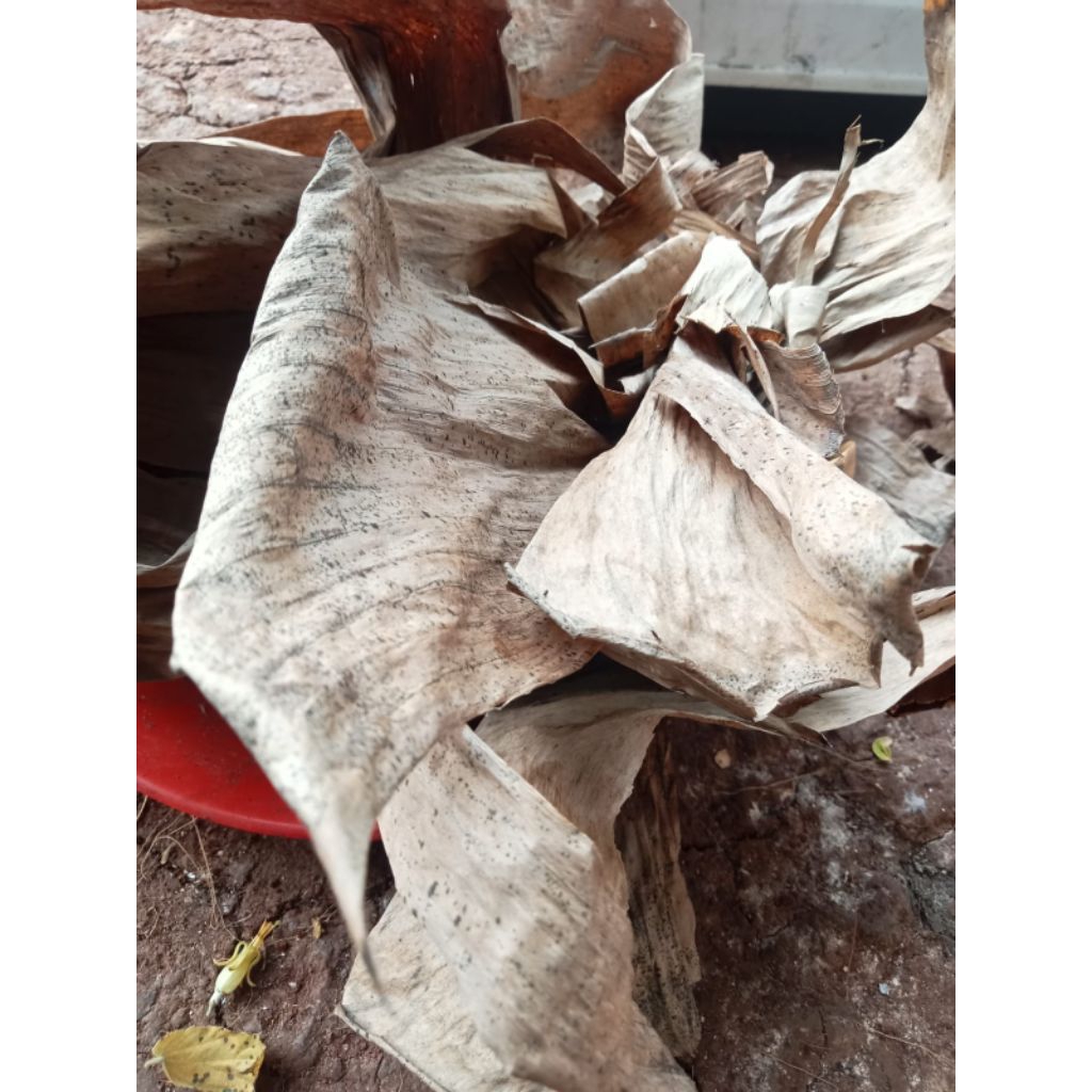 

Daun Pisang Kering 1kg – Alami & Serbaguna