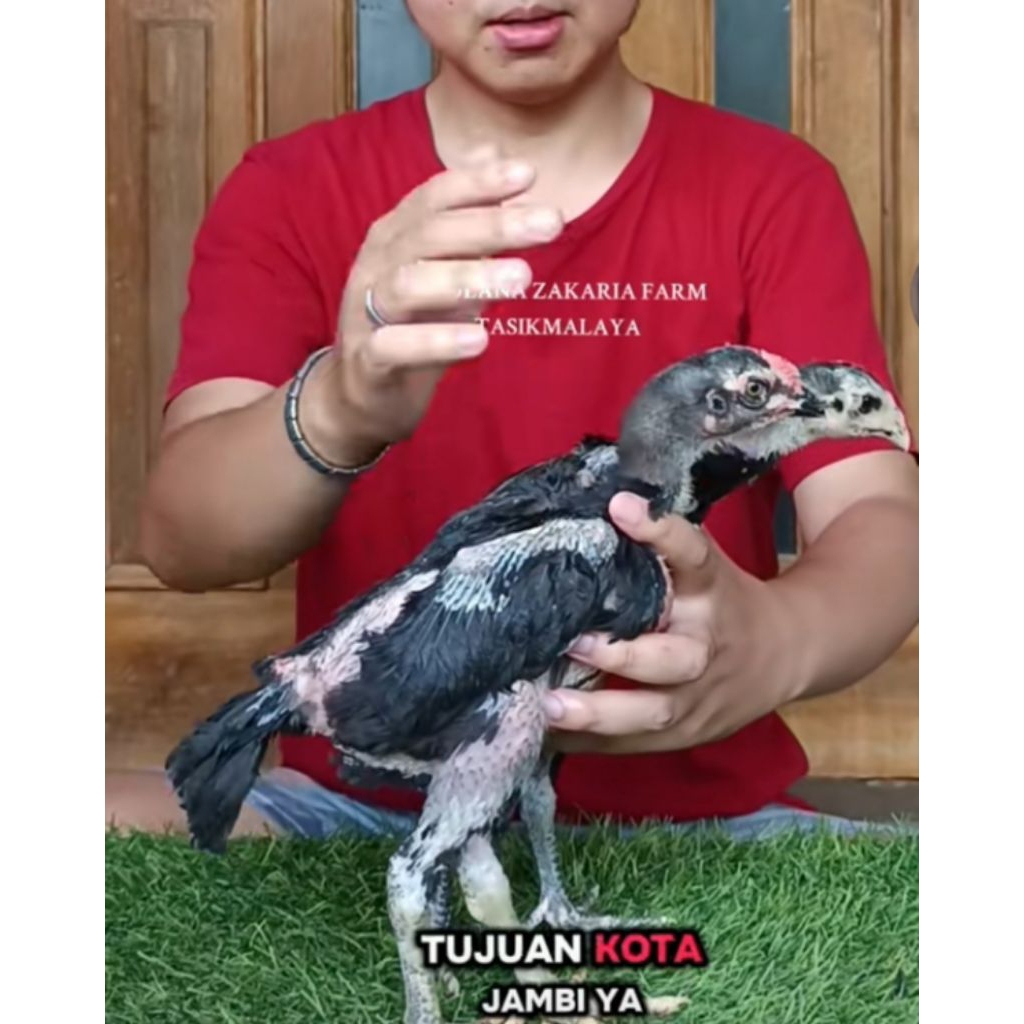 AYAM PAKOY ORI TULANGN TEBAL