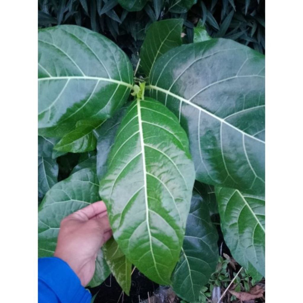 

daun awar-awar(ficus septica) segar untuk herbal 50 lembar | murah meriah | produk pilihan