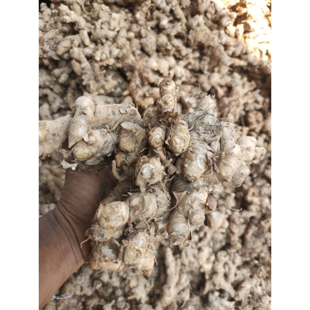 

Jahe Emprit segar 1kg jahe pedas asli langsung petani ( SUDAH DI CUCI )