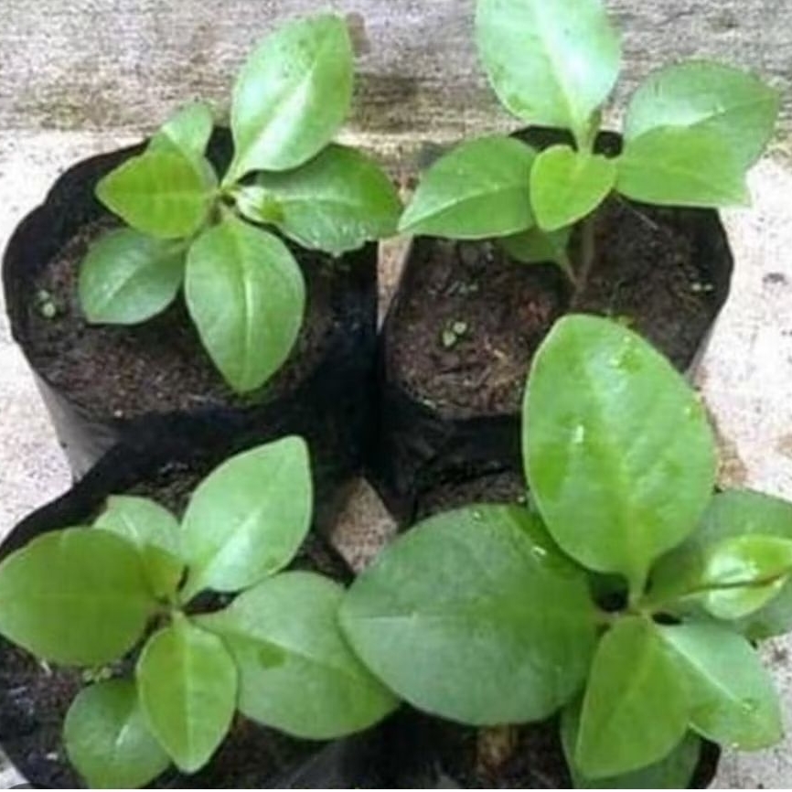 Bibit daun binahong / tanaman herbal binahong