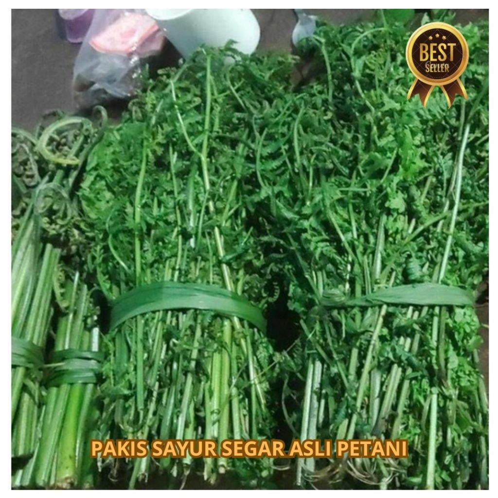 

Pakis Sayur Segar 1kg-Pakis Sayur Fresh Asli Petani