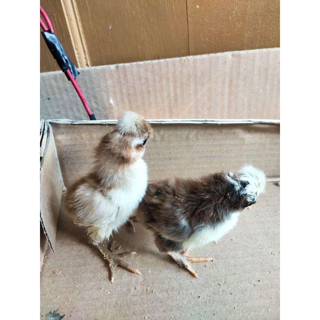 Anak Ayam Hias Poland