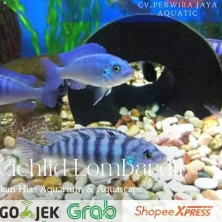 Cichlid Blue Lombardi Blue Cobalt Hiasan Aquarium