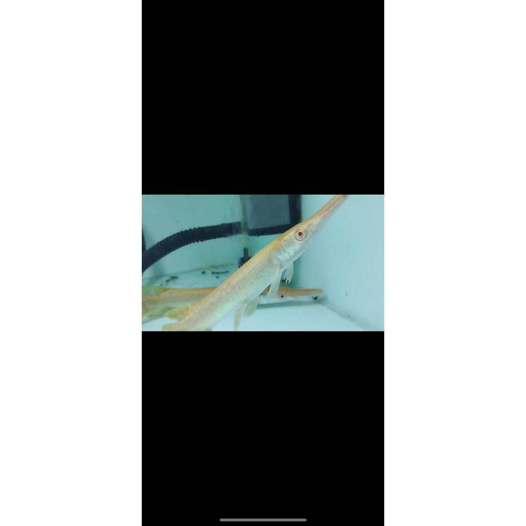 aligator albino mata merah 24cm