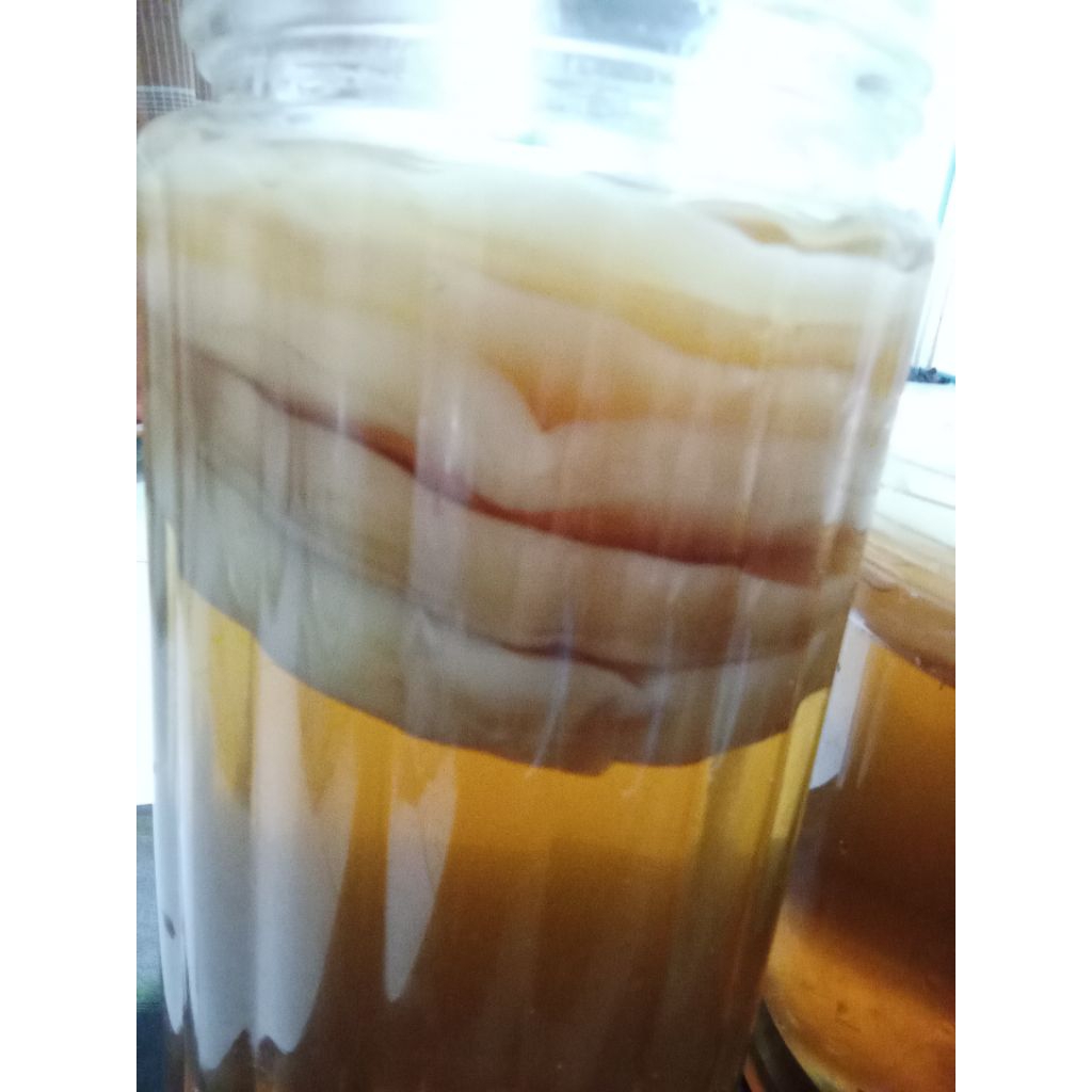 

bibit kombucha dan starter premium