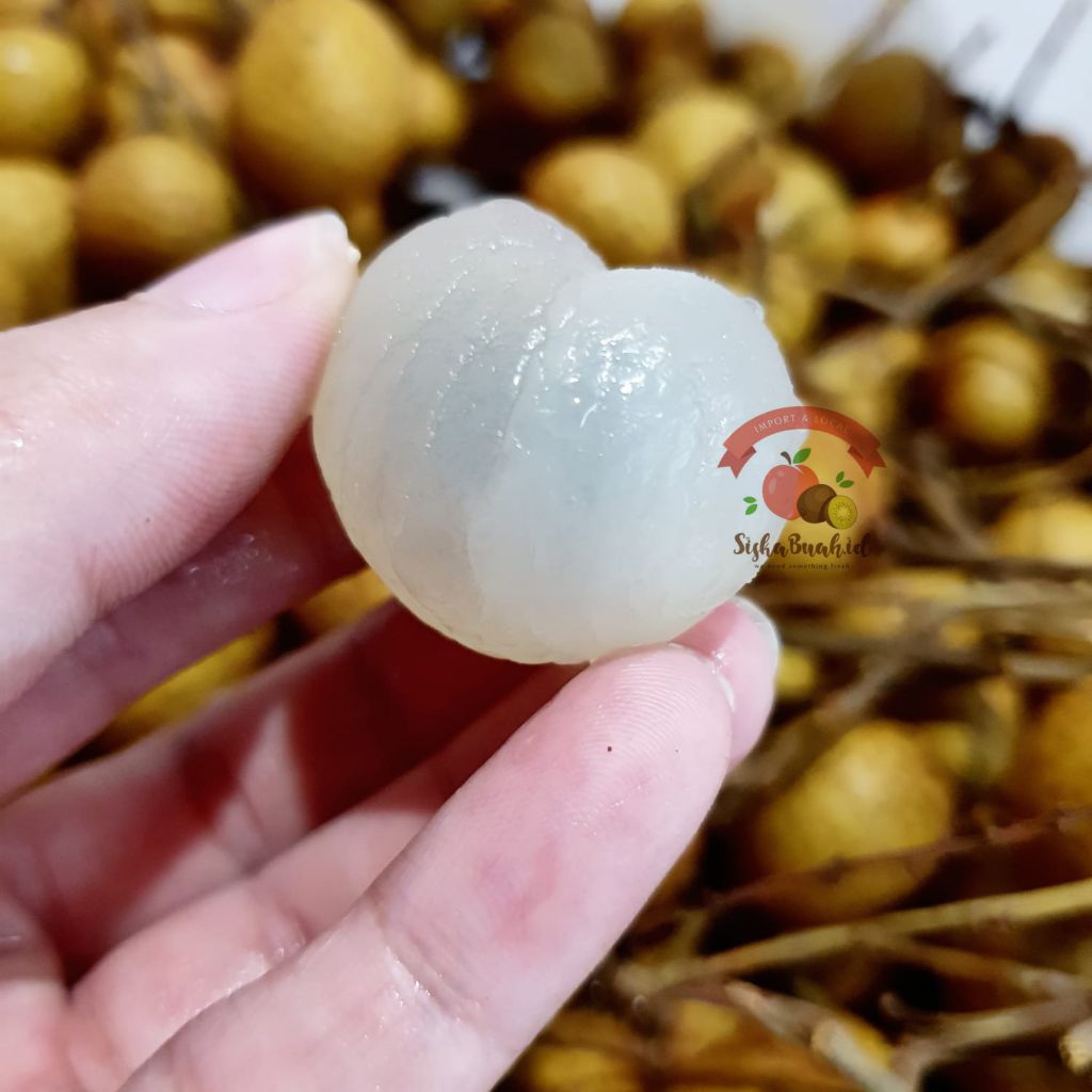 

LENGKENG THAILAND | KLENGKENG MANIS | LENGKENG EMAS