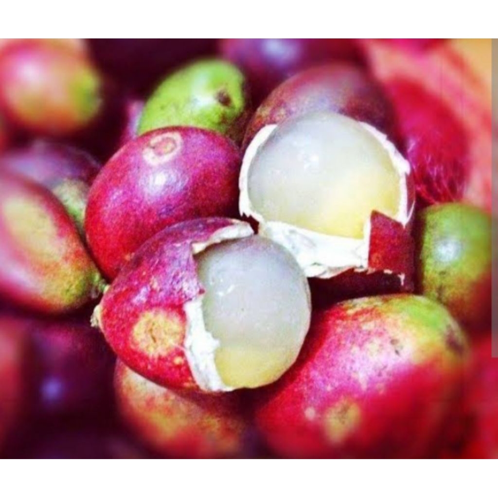 

matoa segar jumbo 1 kg