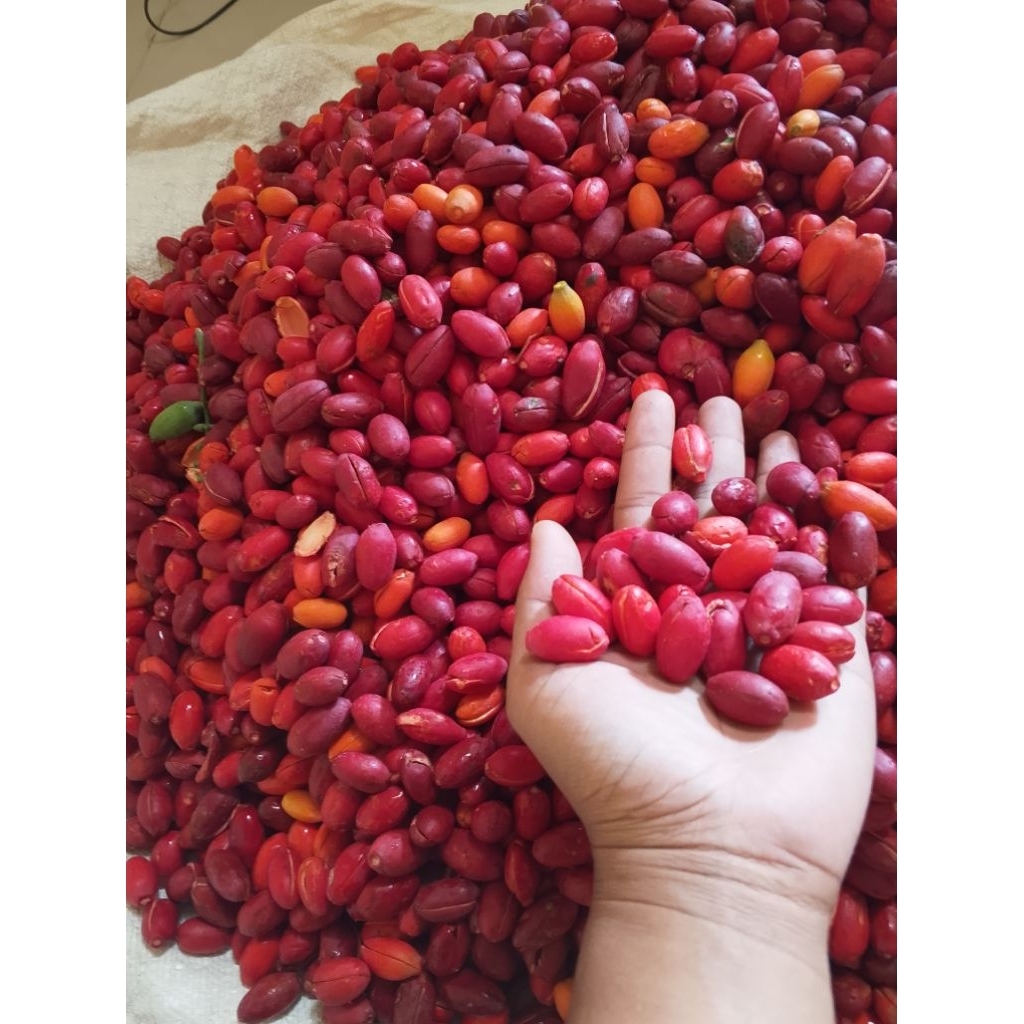 

2Kg Kulit Melinjo Segar mentah super Presh Baru