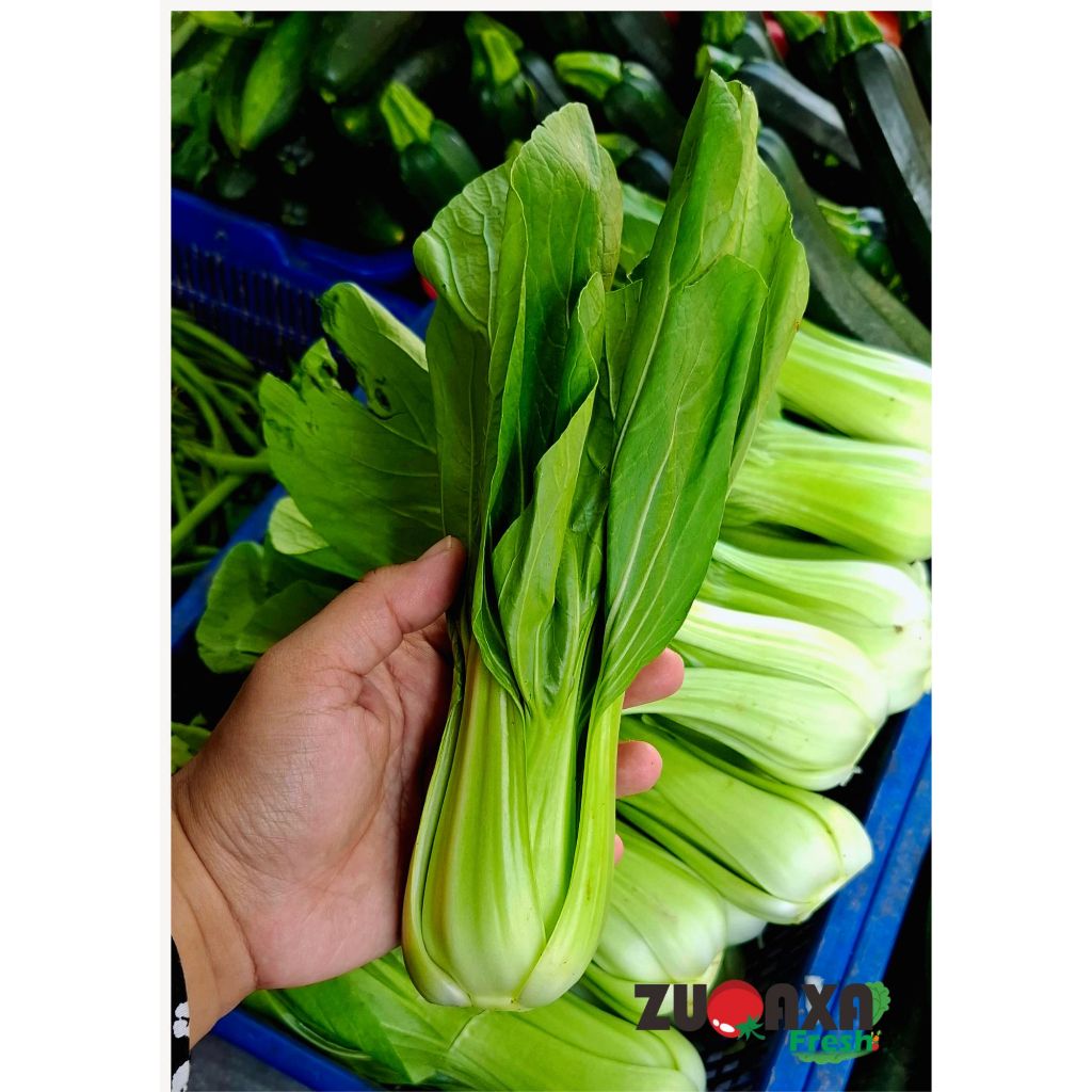 

Pokcoy / Pakcoy / Pakchoy / Sawi Sendok 250gr