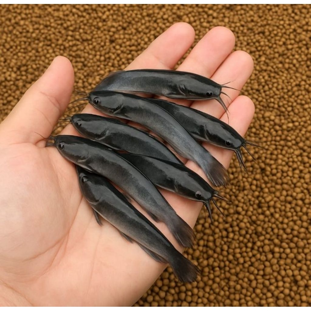 Bibit Lele Sangkuriang/Mutiara Paket 100 Ekor - Ukuran 8/9 Cm - Bibit Unggul dari Indukan Berkualita