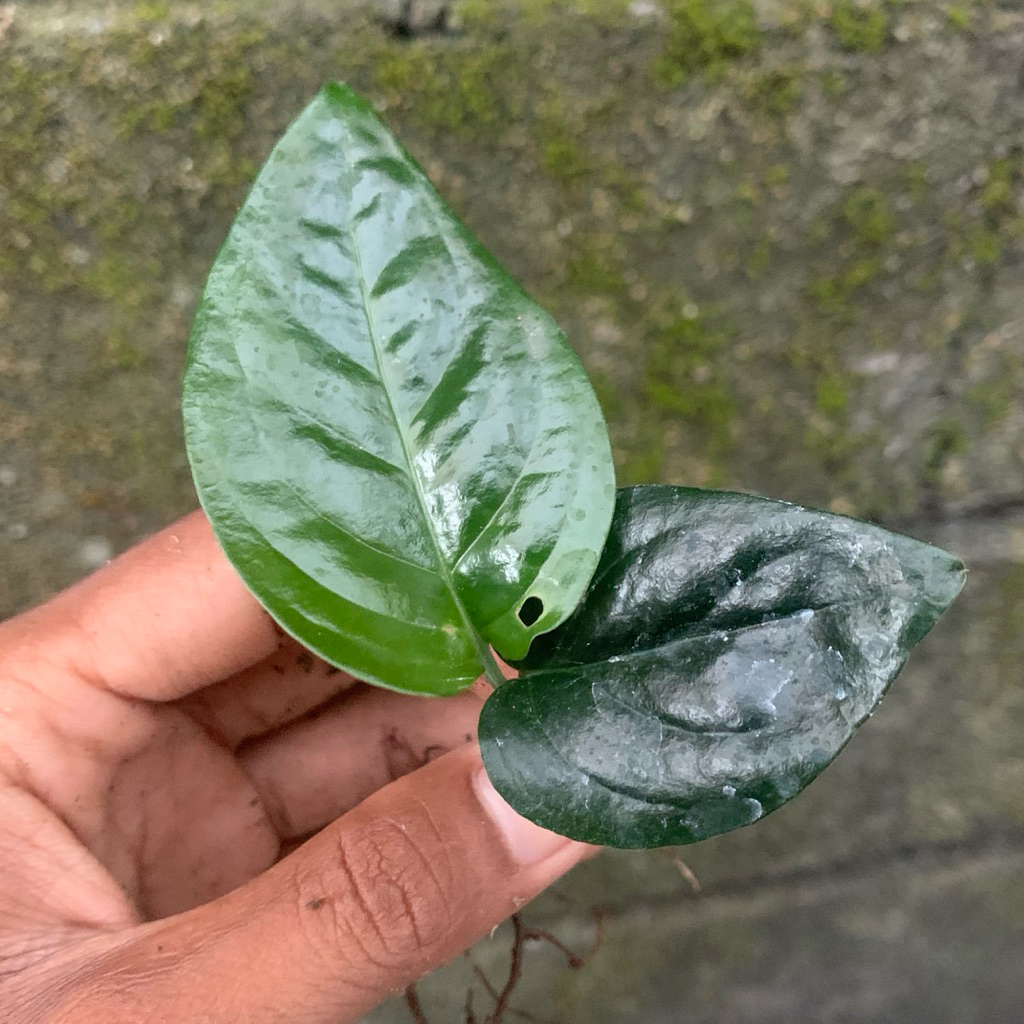 Scindapsus lucens black