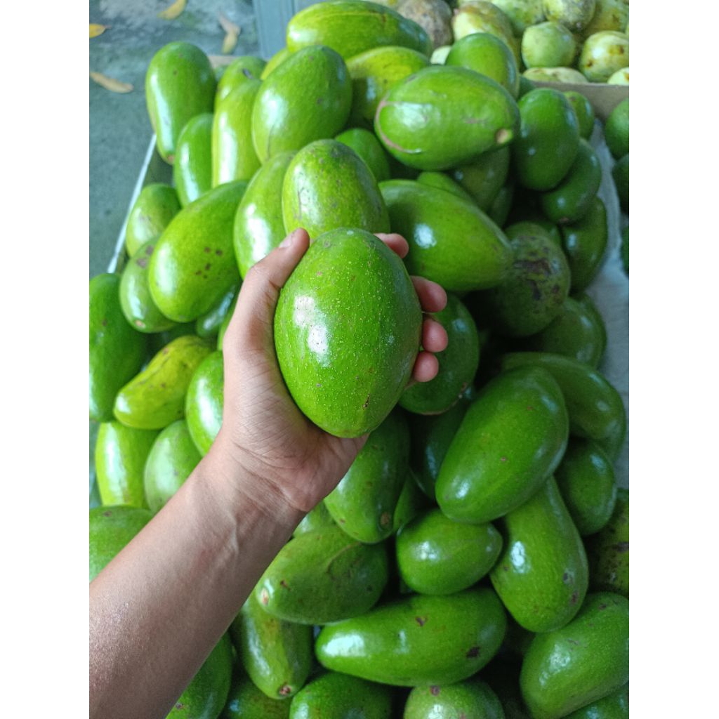 

Buah Alpukat Mentega Lampung Timur