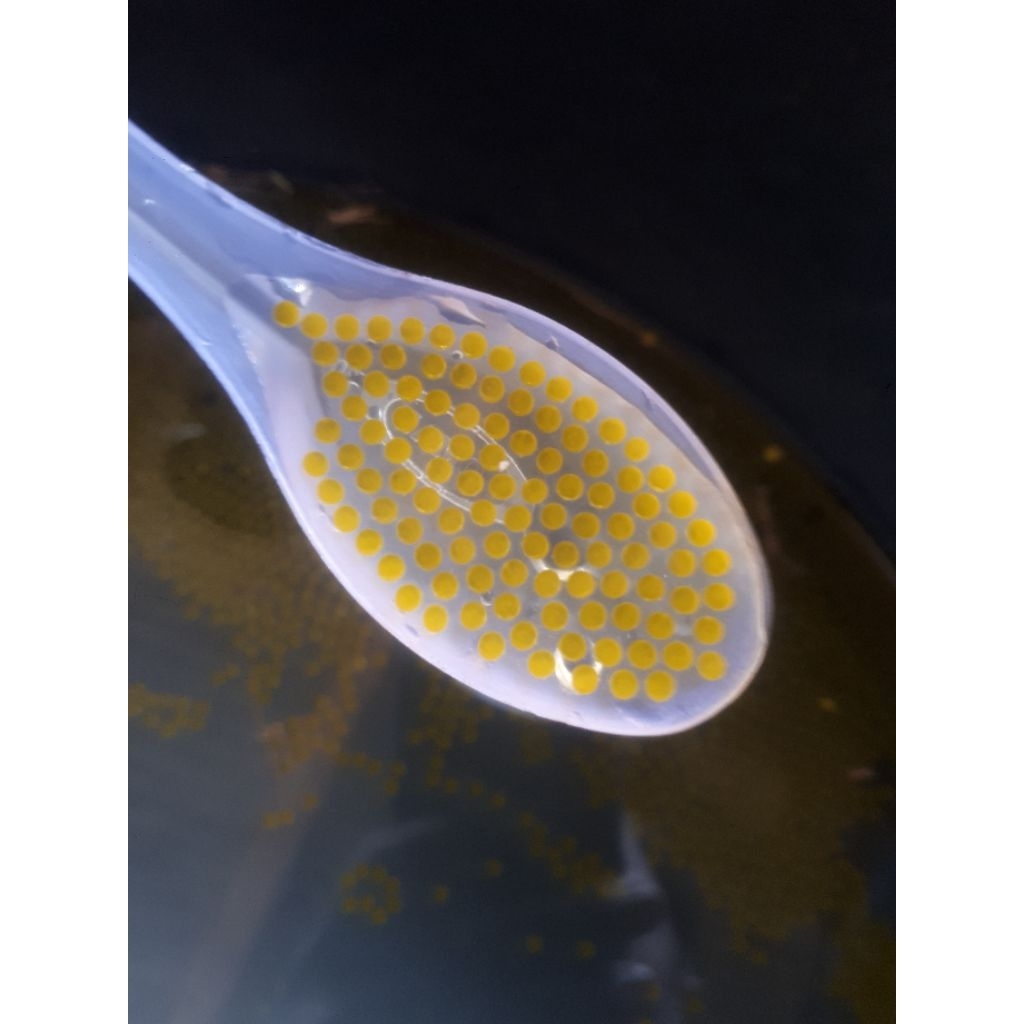 Telur ikan gurame padang harga di per1000 butir bos qu