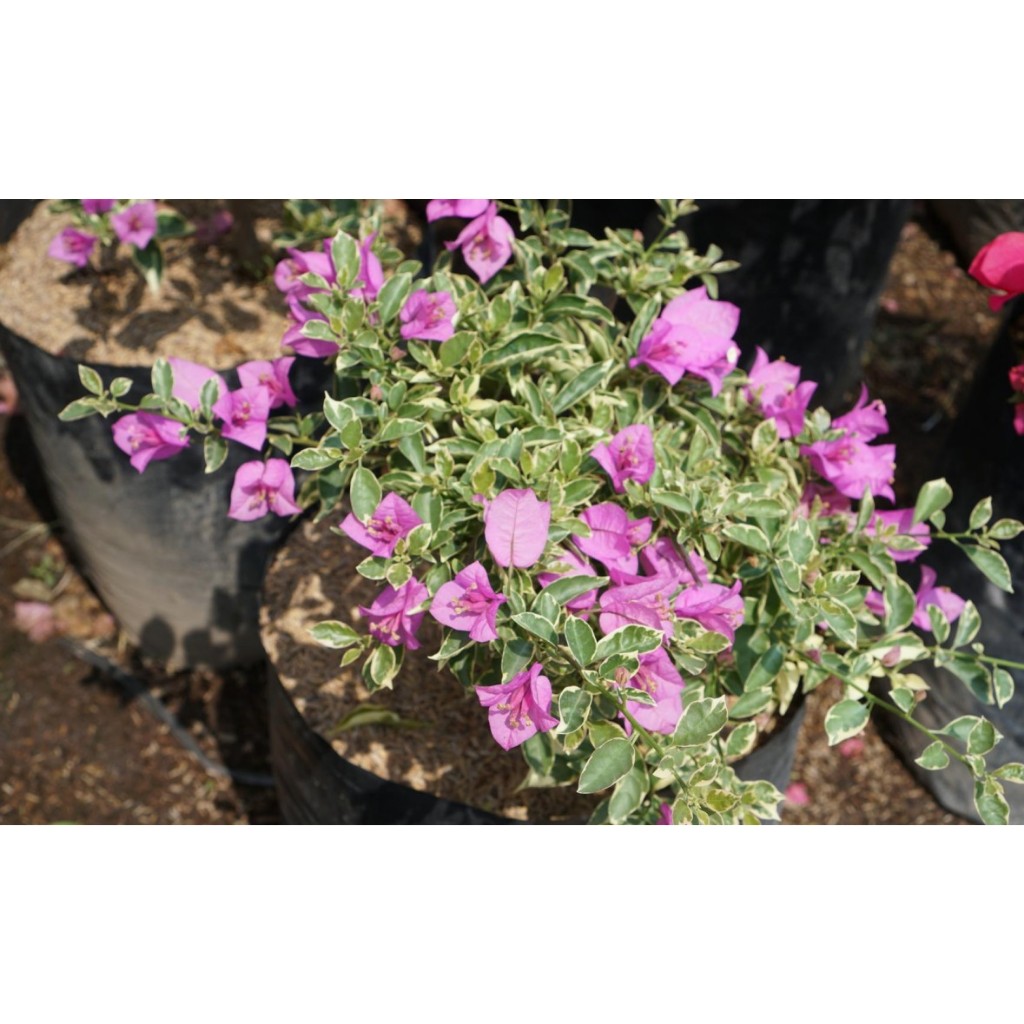 Bougenville Varigata