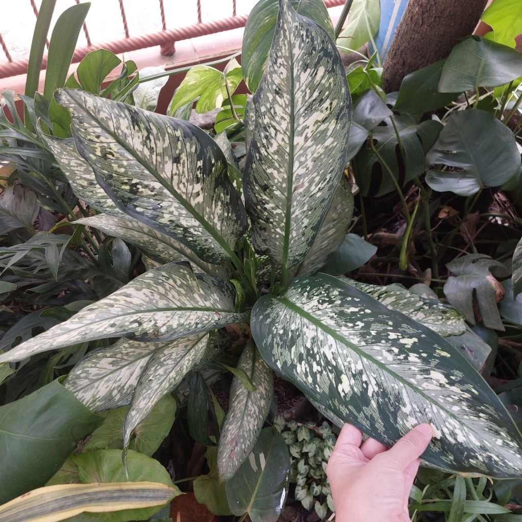 Tanaman Hias Diffenbachia Tiki Diven Difenbachia Difen