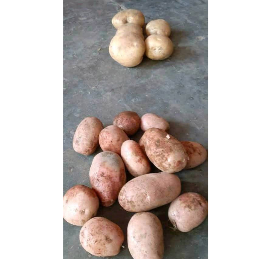 

kentang segar (500gr dan 1000gr)berukuran sedang,besar berkualitas premium