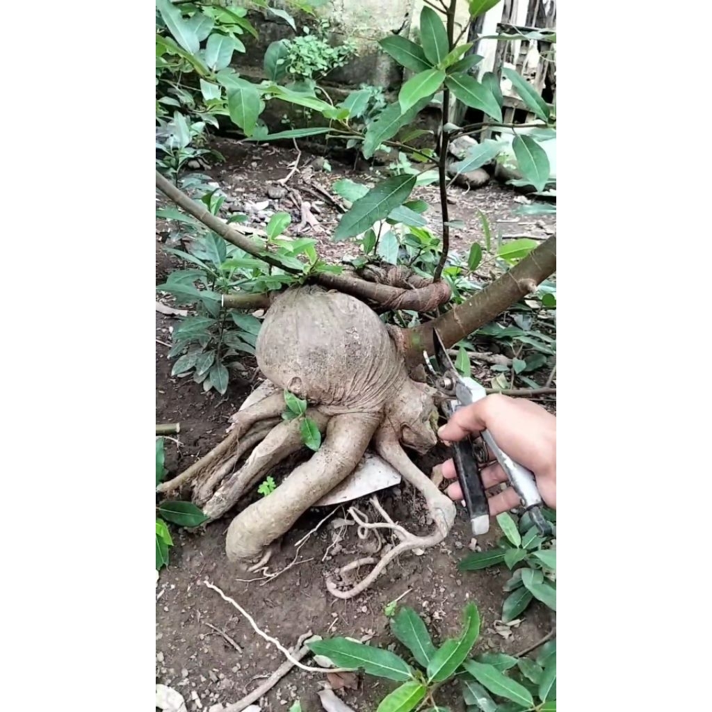 Bahan bonsai loa jumbo prokar berkarakter sesuai gambar