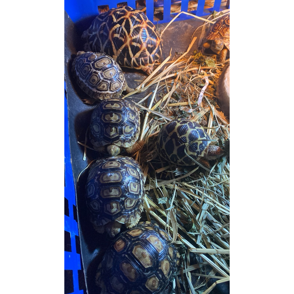 mainan pardalis gen snow cb indo 6-6.5 cm makan super rakus 3-4 bulan pasti sudah full snow makan pe