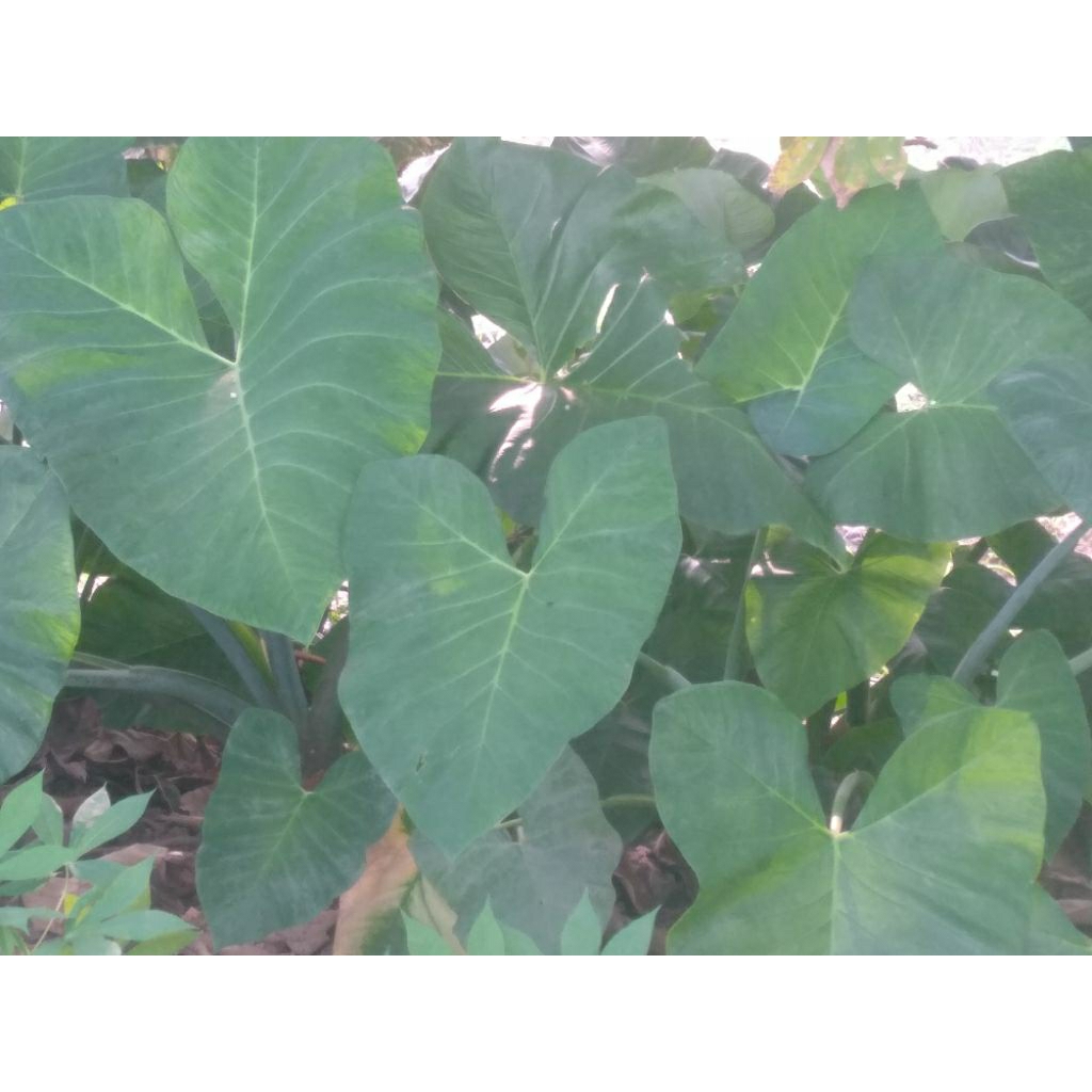 

daun talas sayur segar 500gr baru petik sebelum dikirim