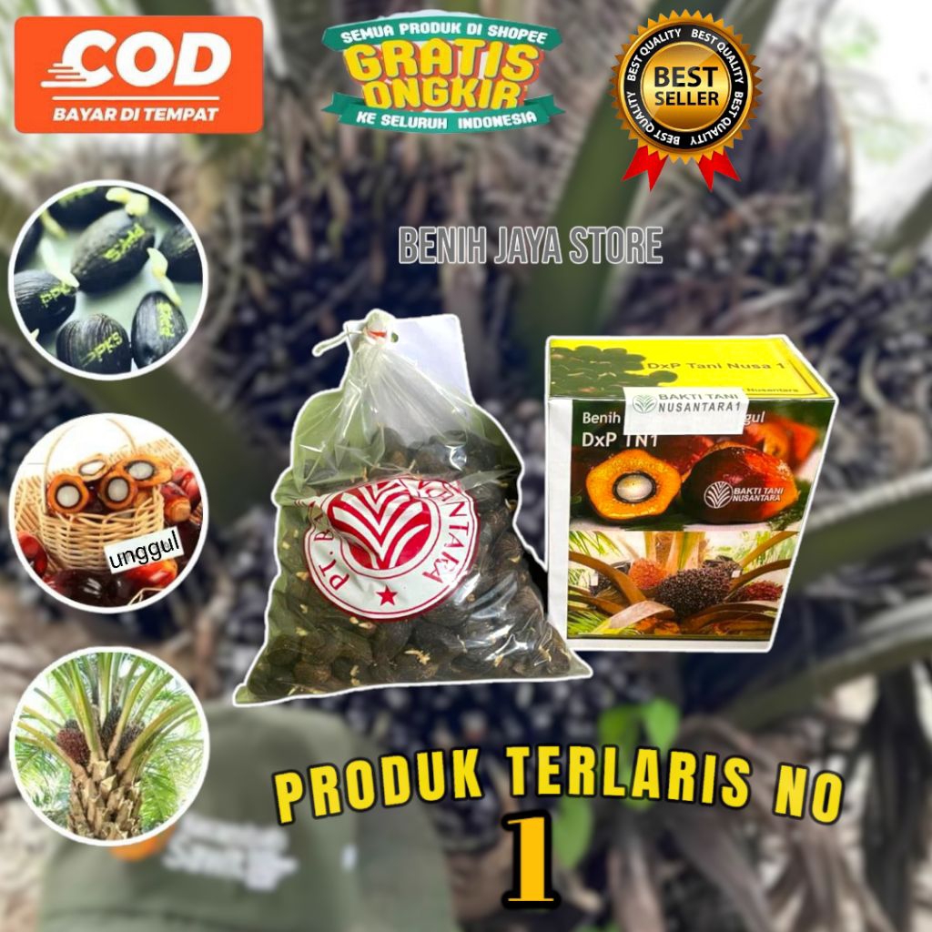 Kecambah sawit Tn 1 Unggul bersertifikat