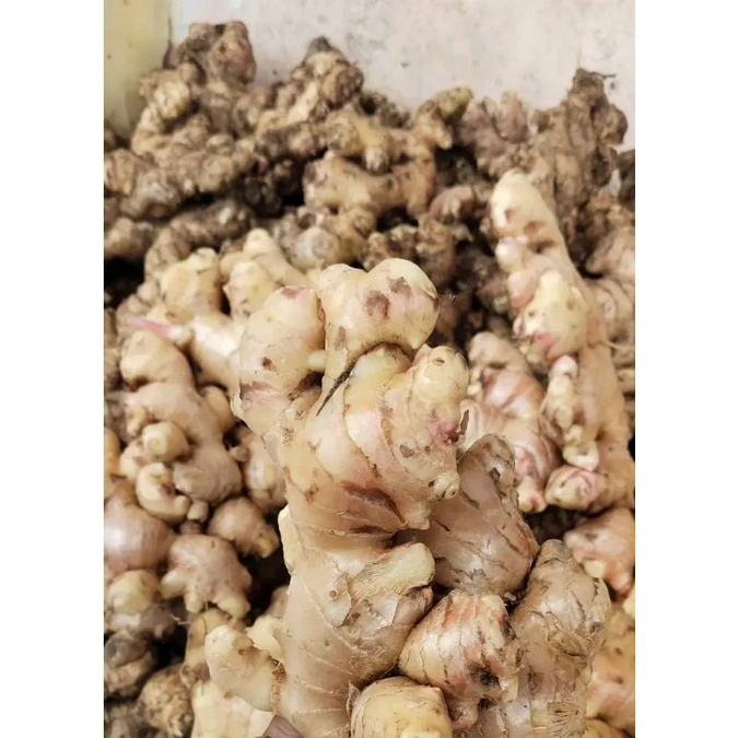 

Jahe gajah fresh 500 gram/ Jahe gajah organik Bisa Cod