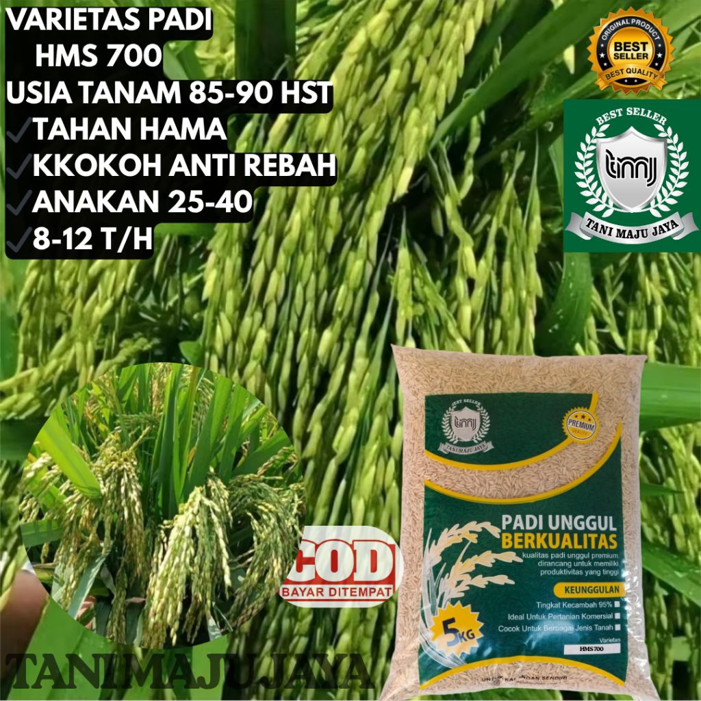 BIBIT PADI BENIH PADI UNGGUL VARIETAS HMS 700 KEMASAN 5KG