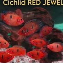 Cichlid Red Jewel Short Body Good Quality Hiasan Aquarium