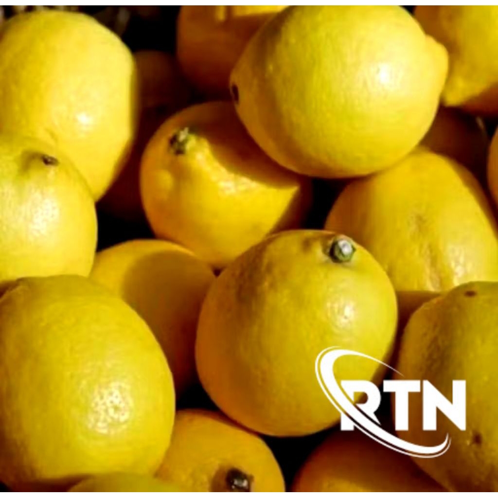 

Jeruk lemon California fresh 1kg isi 6-8 buah kuning glowing