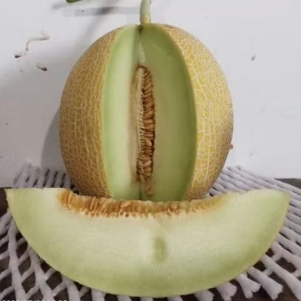 

Buah melon segar green buah melon hydroponik manis -+ 2 kg