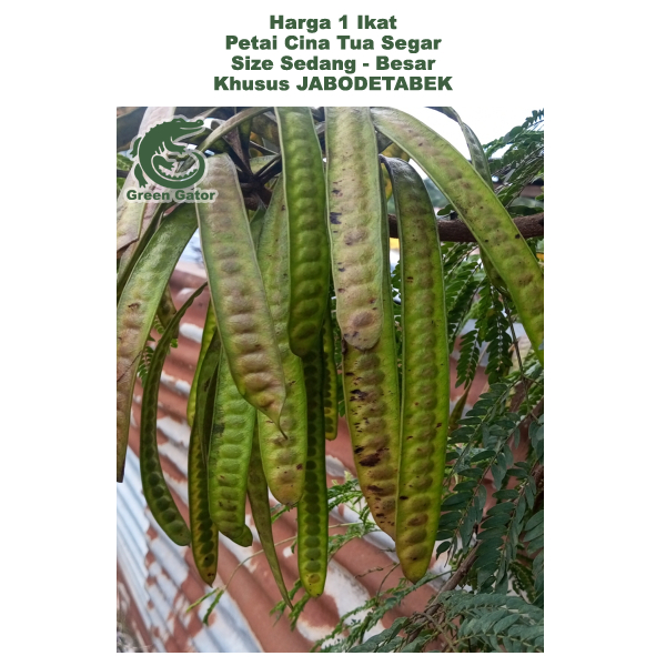 

Petai Cina Tua Selong 1 Ikat Isi 30 Pcs Lamtoro