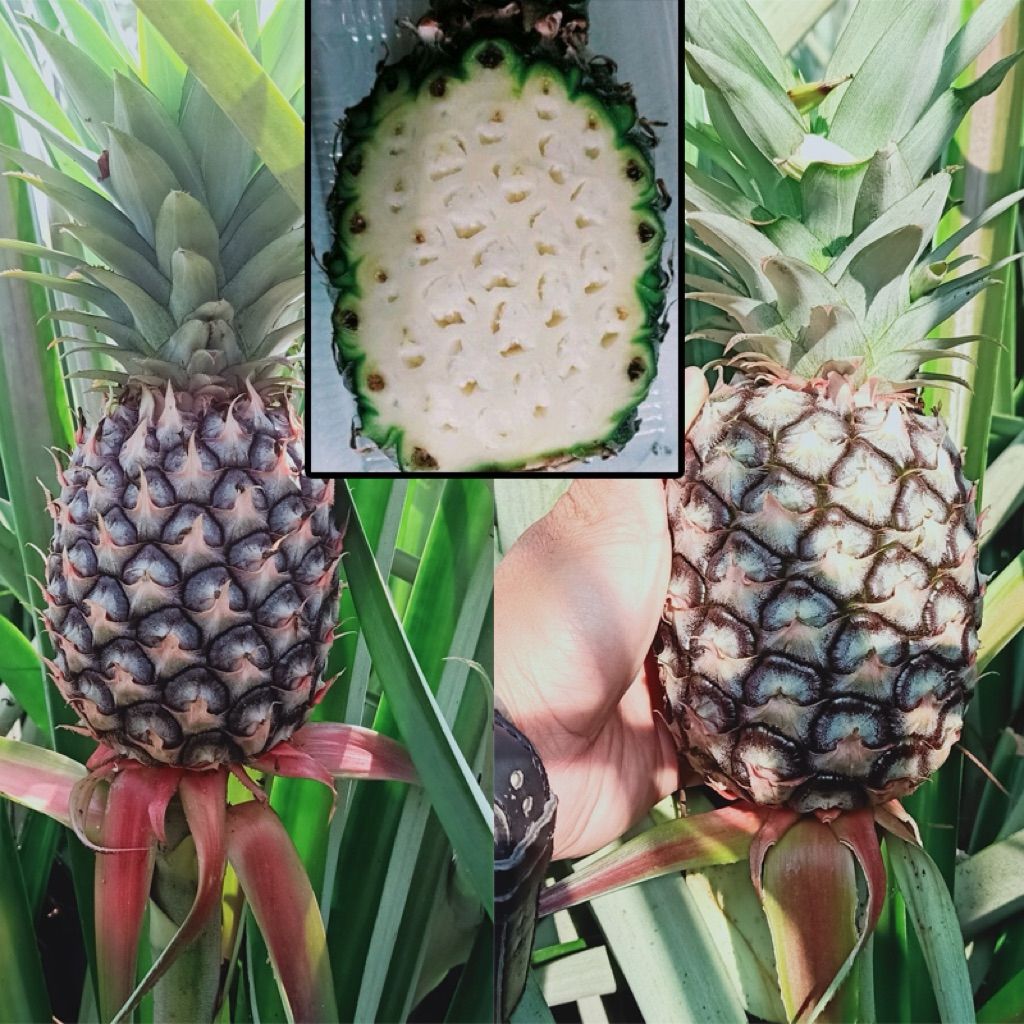 

Buah Nanas Muda | 250gr | Herbal