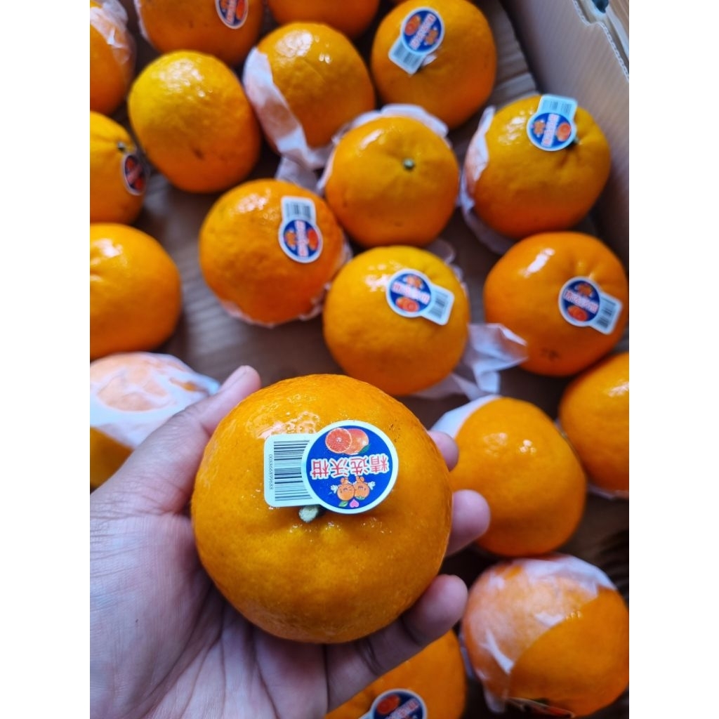 

Jeruk Wokam Manis 500gr