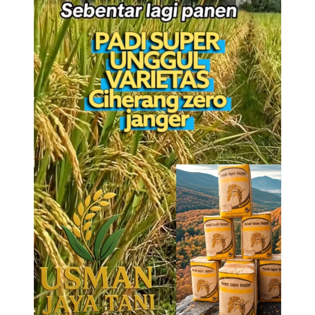 Benih padi super unggul CIHERANG SS genjah berkualitas paket 5kg