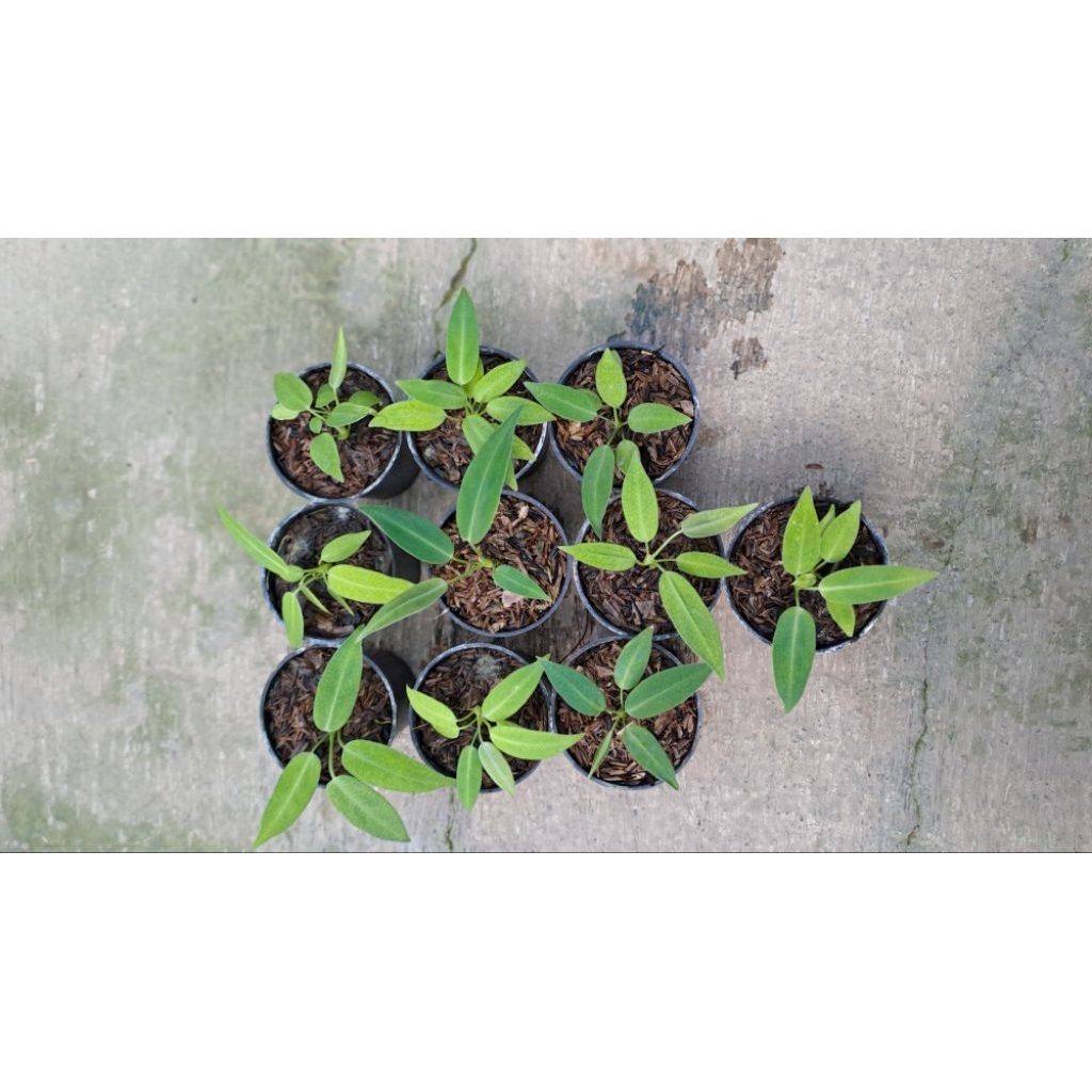 anthurium baby lidah gajah