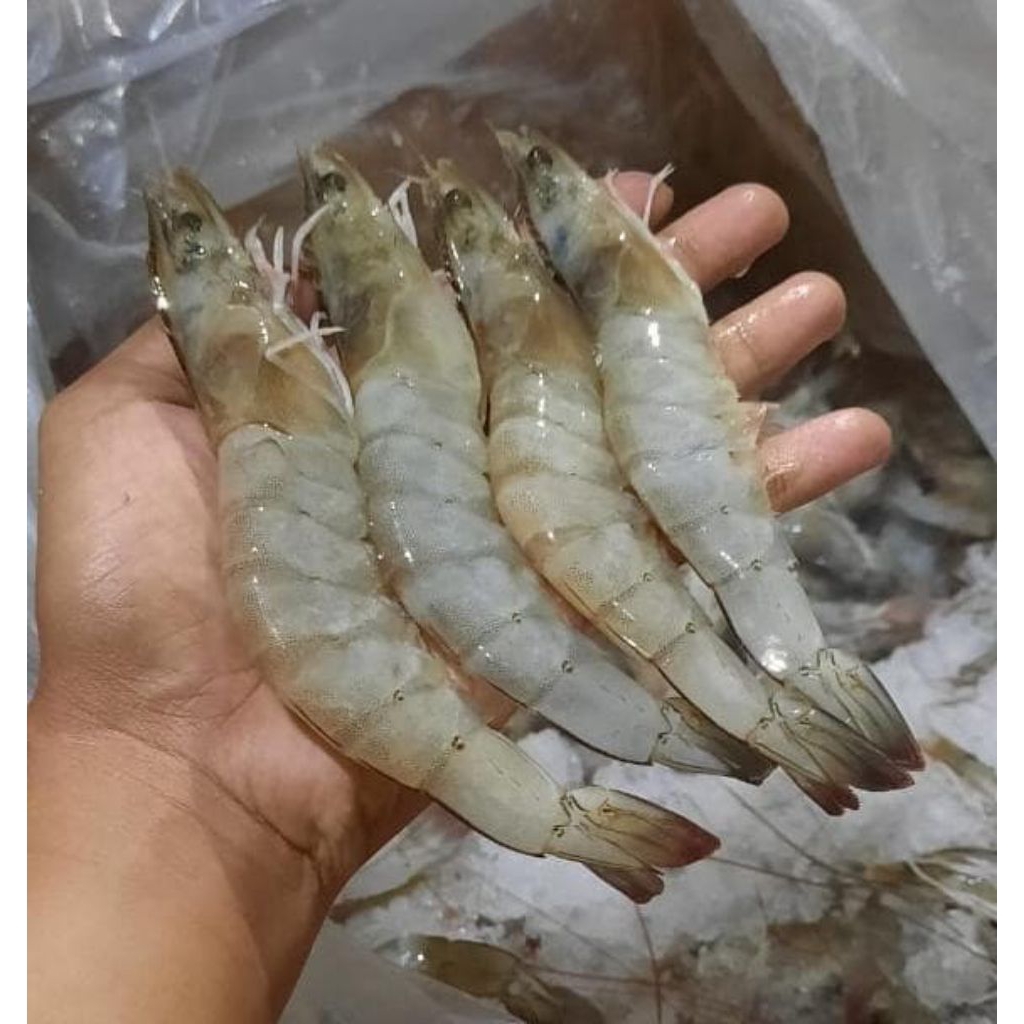 

UDANG VANAME 30