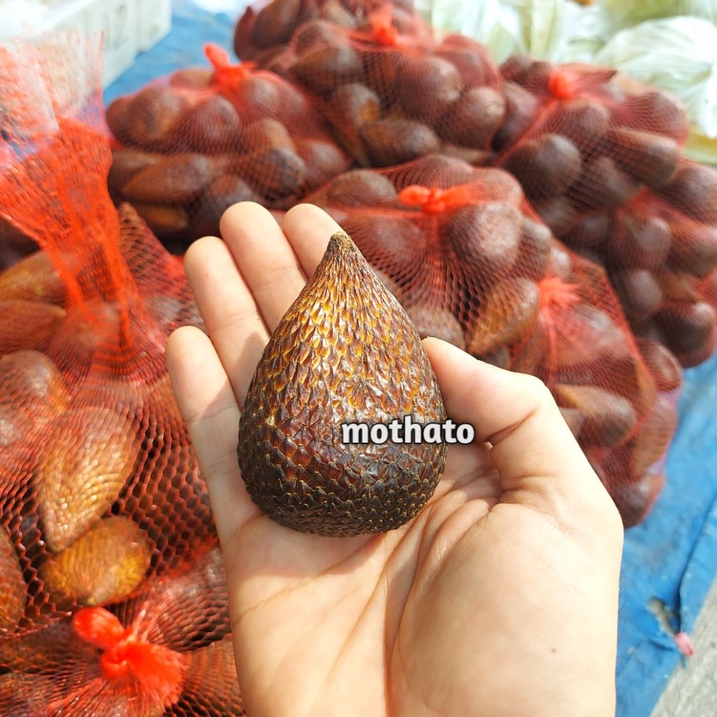 

SALAK PONDOH SEGAR PILIHAN 1kg - Manis, Renyah, dan Penuh Manfaat