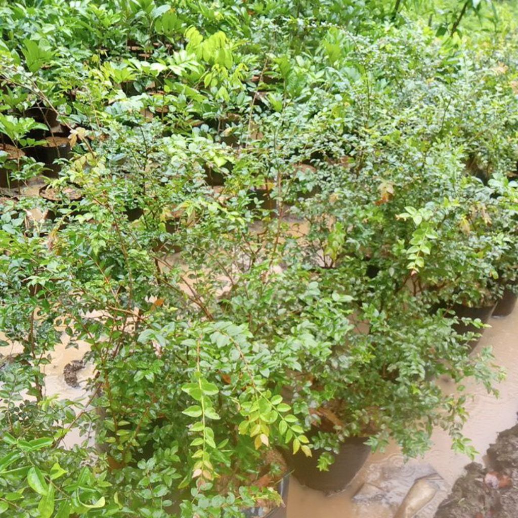 Bibit Anggur Brazil 1.2 Meter UP Rimbun