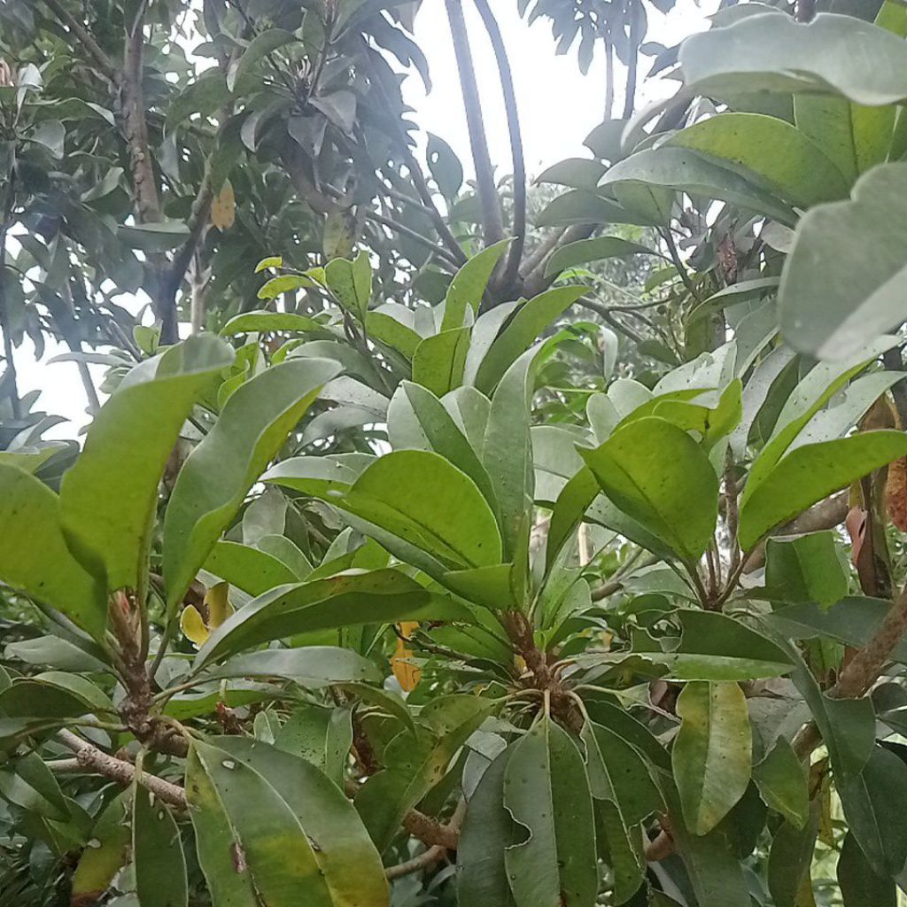 

daun sawo muda per 100gram