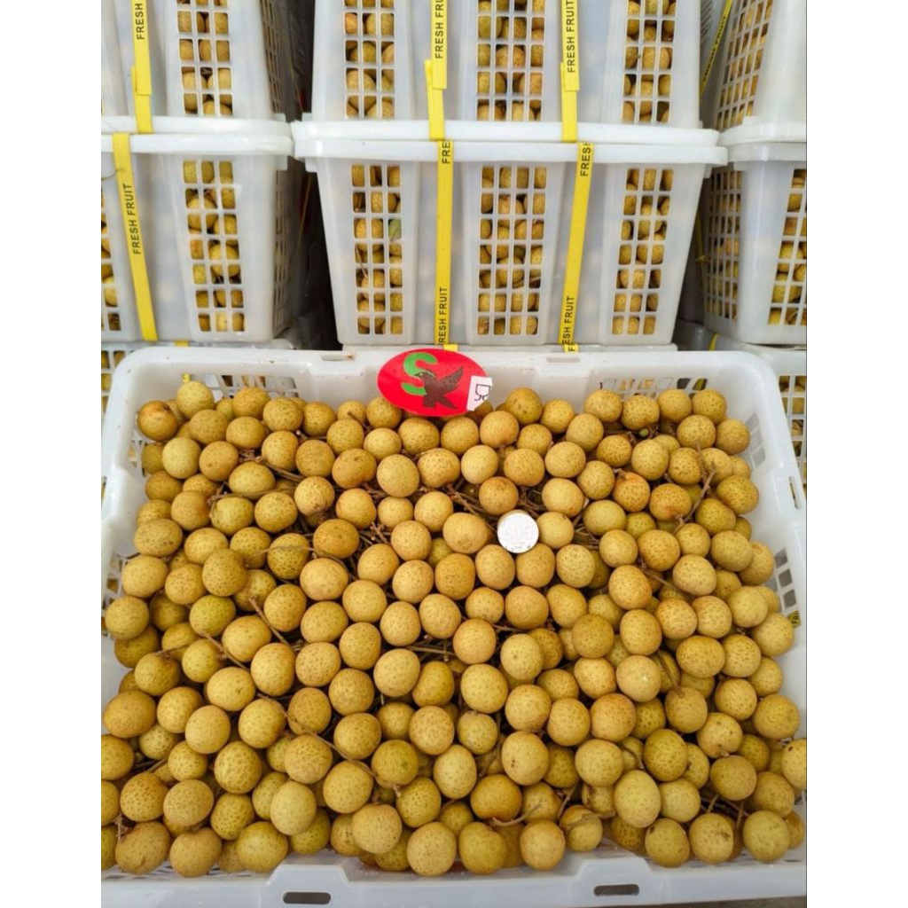 

BUAH LENGKENG KELENGKENG SEGAR 1KG Tanpa tangkai