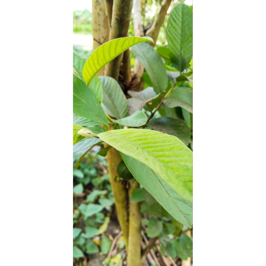 

DAUN JAMBU BIJI SEGAR DAN FRESH (HERBAL ALAMI)