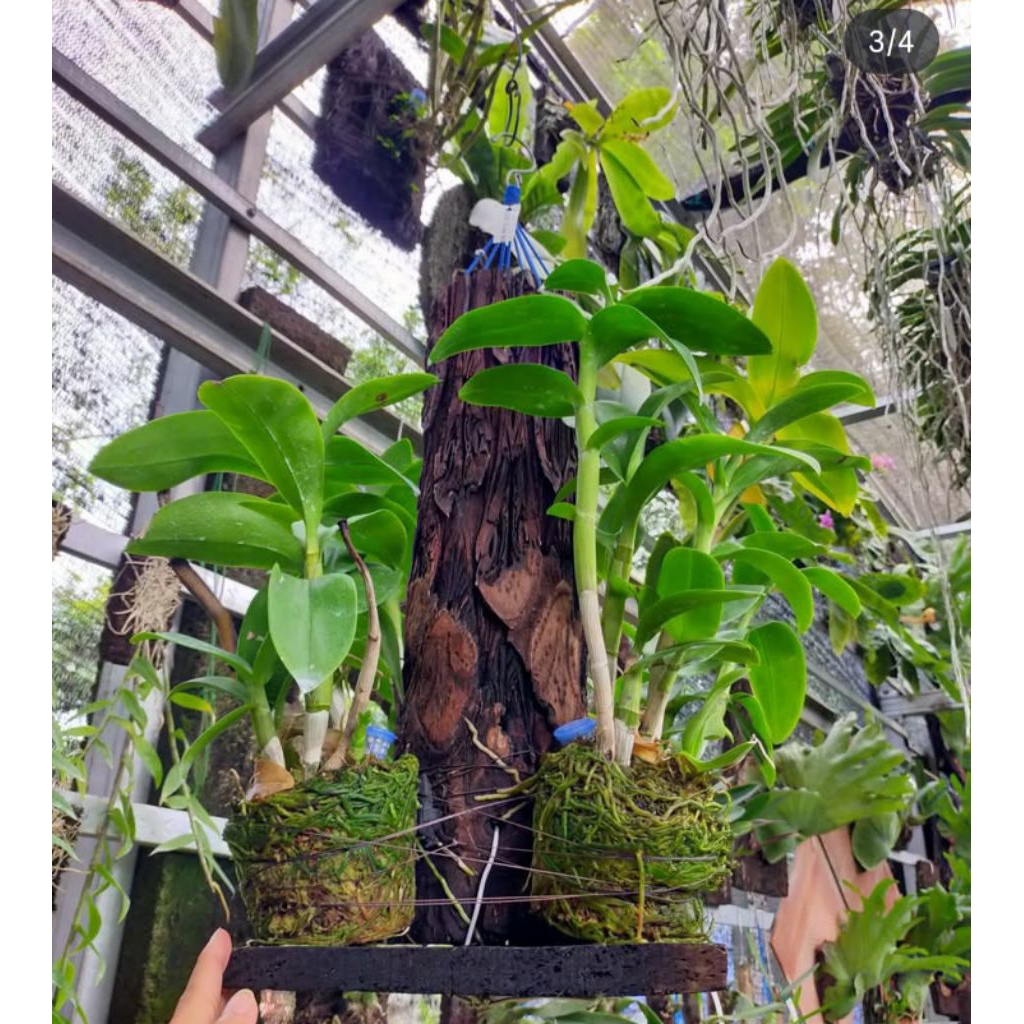 Media anggrek batang pakis