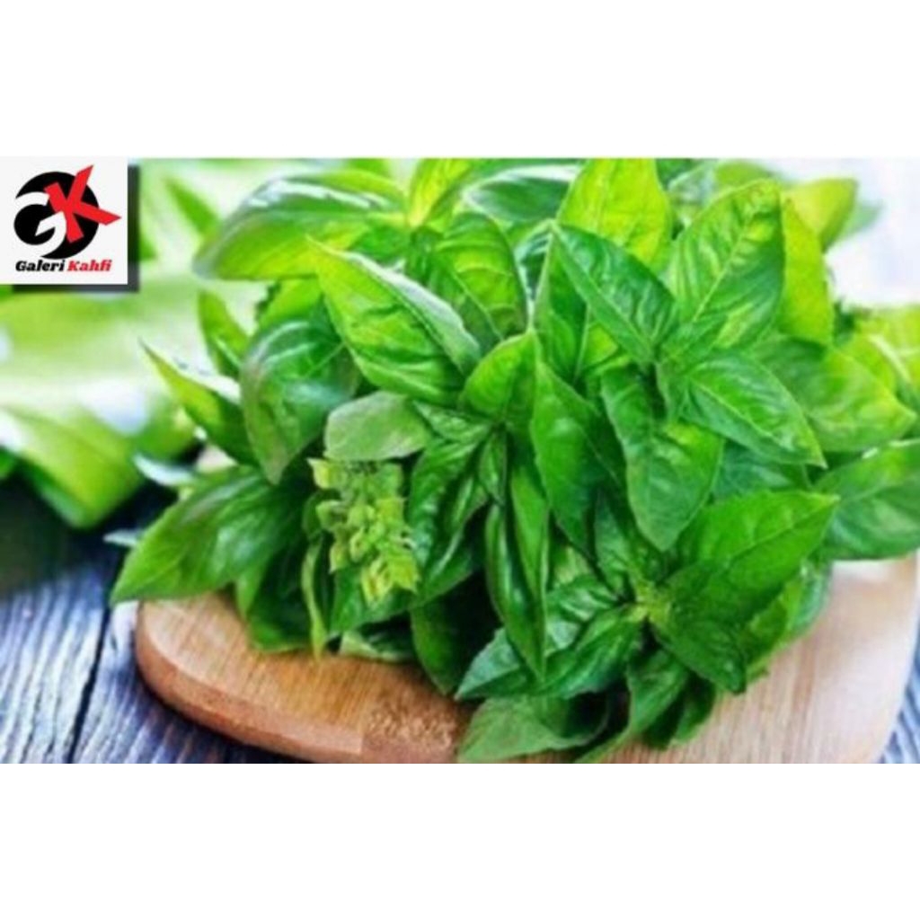 

Daun Kemangi Segar Fresh Berkualitas - 1iket