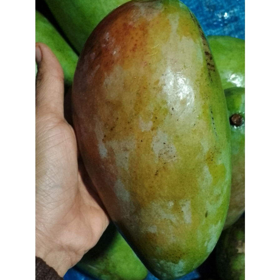 

Manggakiojay/thailand/segarfress/manggamentahdan muda