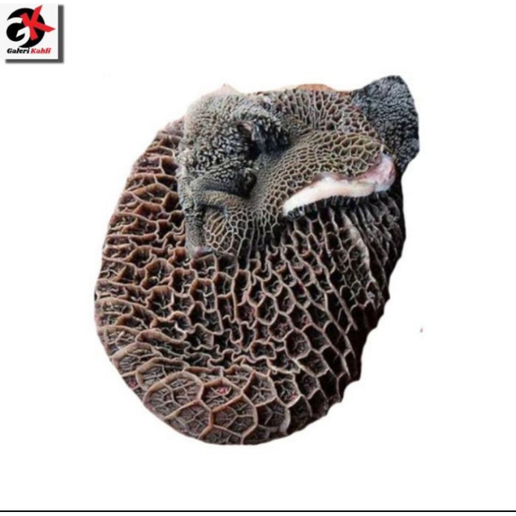 

Babat Sapi Jeroan Fresh Berkualitas - 500gr