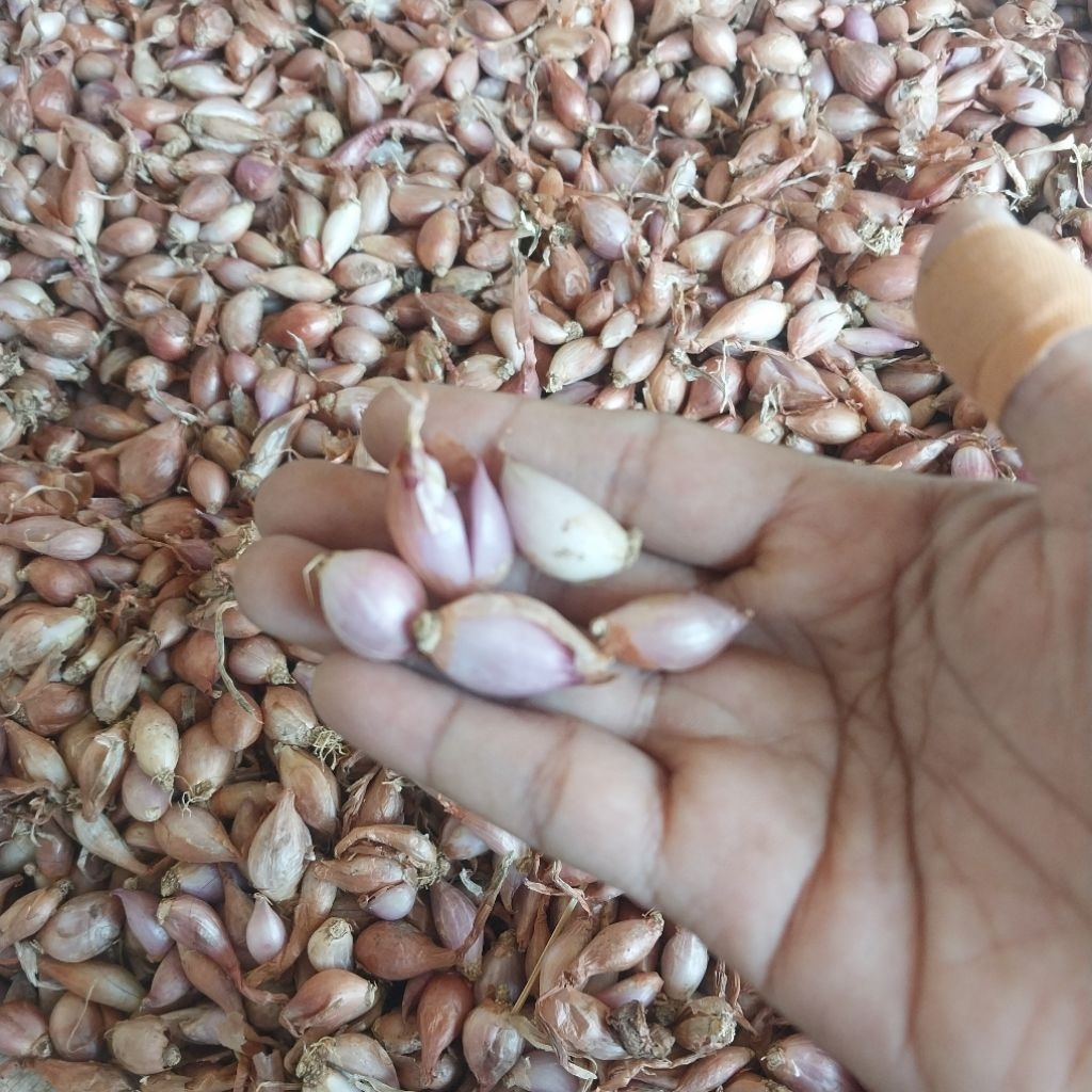 

1 Kg Bawang Merah Kecil I Bawang Merah Kering I Bawang Merah