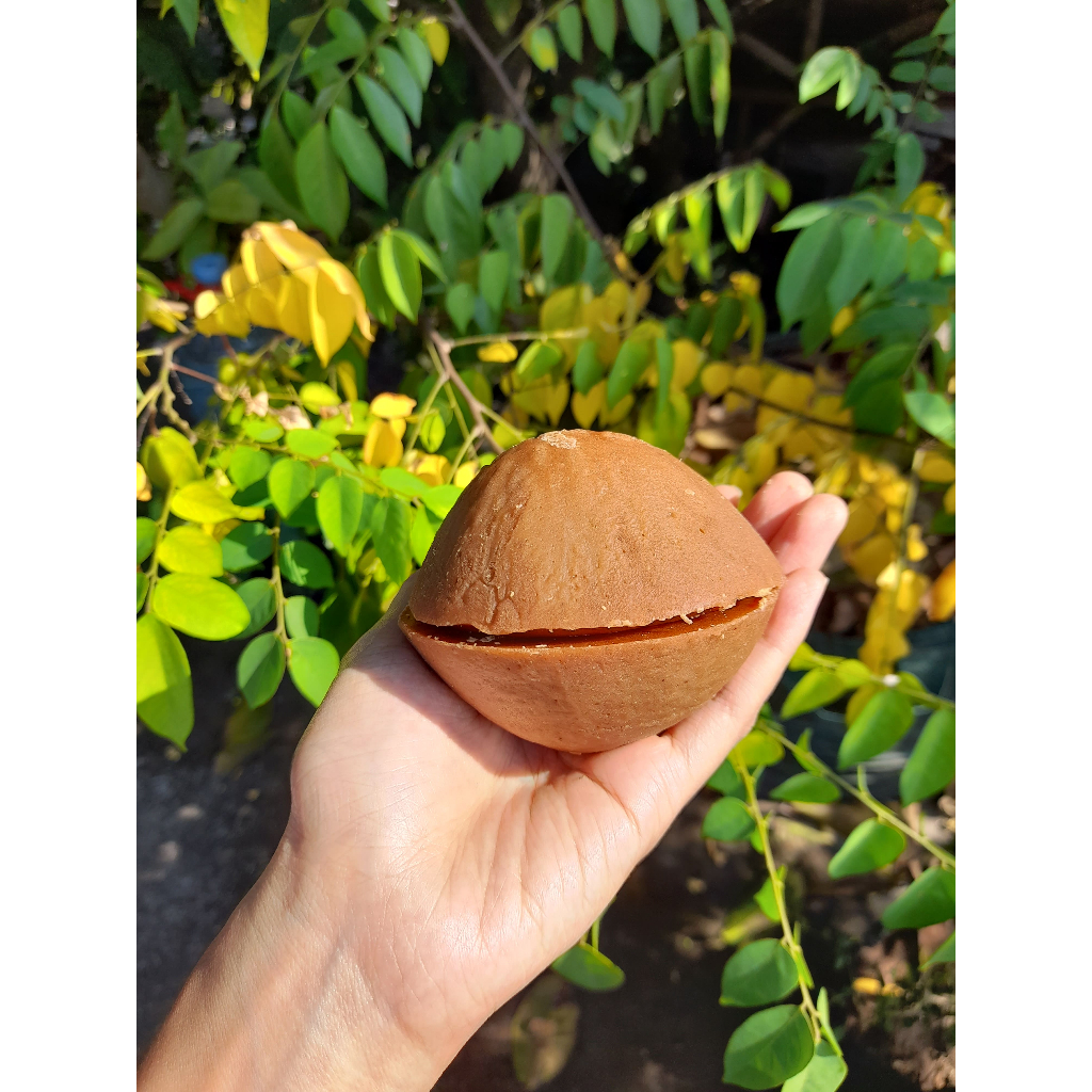 

Gula aren 100% murni dari air nira asli Lombok