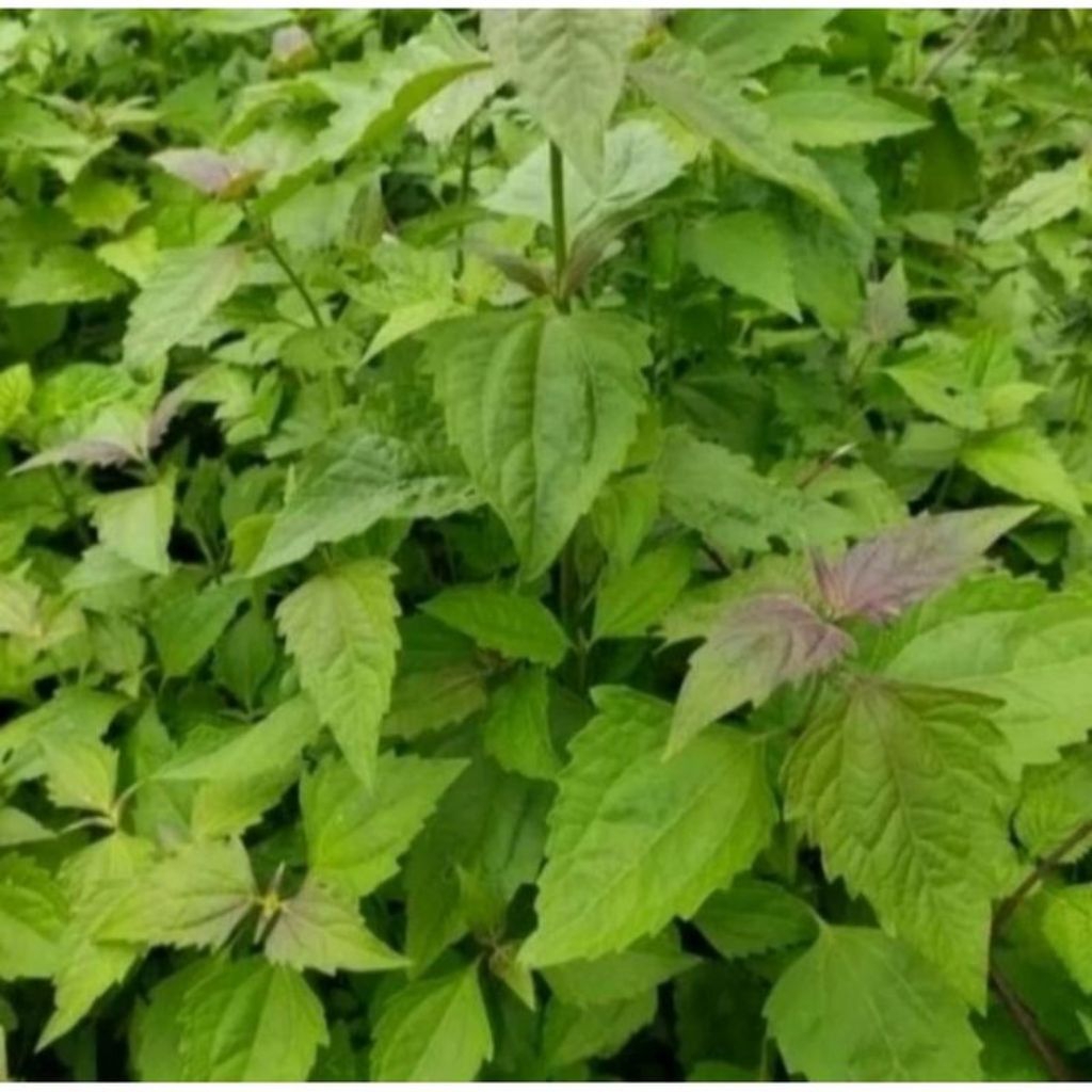 

Daun balakacida/ jatong segar per 100 lembar